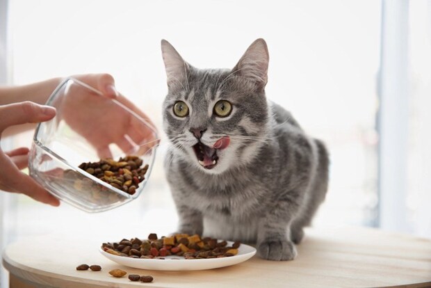 キャットフードあげすぎ