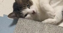 コンクリートが好きなのかなと思って…猫のために『コンクリート』を買った結果→想像以上の反応が45万再生「可愛すぎるｗｗ」「うちも買おう」