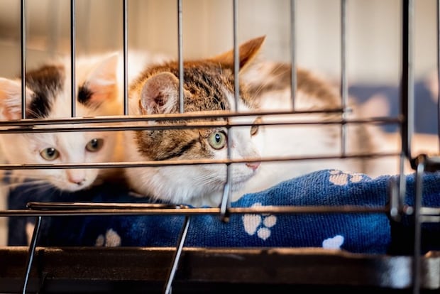 ケージの中の2匹の子猫