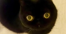 『11万いいね』まん丸おめめが可愛らしい黒猫ちゃん→『しっぽ』を見ると……「武器みたい」「絵のようなかわいさ」とSNSで反響