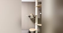 ふとキャットタワーを見たら、『溢れていたネコ』…２度見必至な『まさかの光景』が484万再生「やはり猫は液体」「透明で良かった」