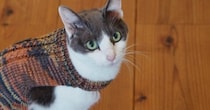 寒くなってきて、猫に『手作りのニット』を着せてみると…あまりにも尊い光景に３万いいね「めっちゃ可愛い」「おしゃれで素敵」と絶賛