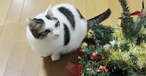 クリスマスツリーが一晩で再起不能に→カメラを確認すると…『猫一家による犯行の瞬間』に爆笑の声「お母さんの絶望感がｗ」「ボコボコ」