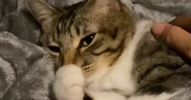 気持ちよさそうに寝ていた猫と『終電ごっこ』してみた結果…完璧すぎるリアクションが112万再生「いいタイミングでｗ」「猫専用車両？ｗ」