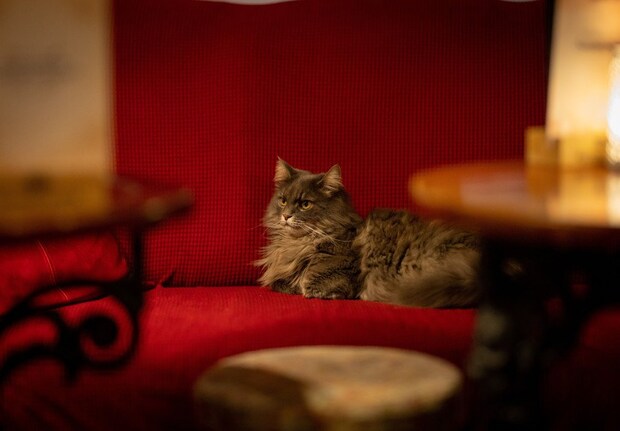 パブのソファでくつろぐ猫