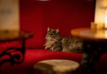 飼い主夫婦とともに120軒の酒場を訪れ、人気者になった猫　ときには「入店禁止命令」を受けたことも…　英国