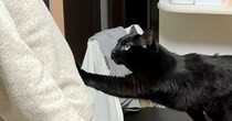 抱っこしてほしい黒猫→パパが両手を広げて待っていると…ニヤけずにはいられない『尊すぎる光景』が21万再生「愛情たっぷり」「ラブラブだね」