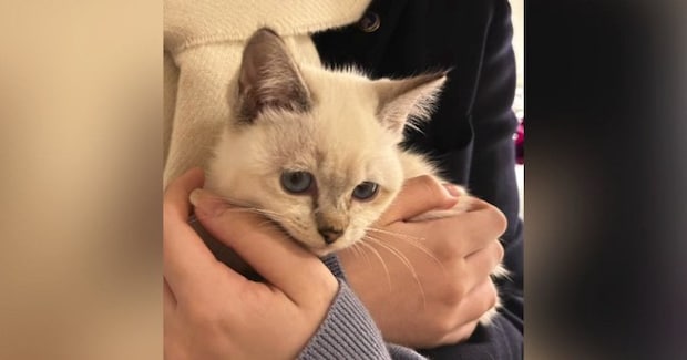 『うちで育てたい』野良の子猫を連れて帰ってきた娘に、『猫が苦手な母』は…思わず涙が出る展開が39万再生「なんて素敵」「愛が溢れてる」