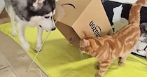 猫と犬に『段ボール箱でつくったバレバレの罠』を仕掛けてみた結果…まさかの展開に爆笑する人続出「久しぶりに笑った」「可愛すぎるｗｗ」