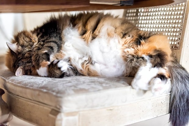 まぶしい猫