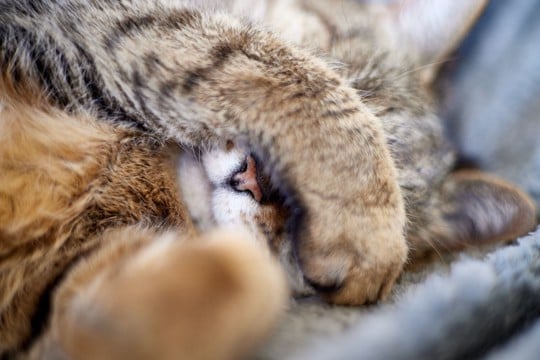 猫が『手で顔を隠して眠る』のはなぜ？3つの理由と見直してあげたいポイント