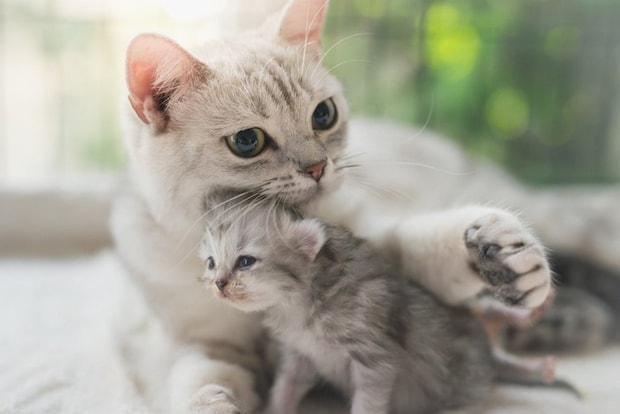 子猫と母猫