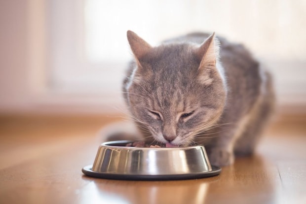 食事を楽しむ猫