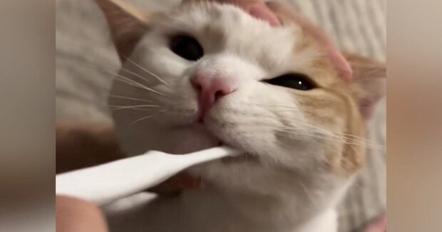 小さい頃から『歯磨きの習慣がある猫』→パパが歯を磨くと…信じられない『驚きの光景』が362万再生「天才猫ちゃん」「えーすごい」と絶賛