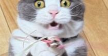 猫じゃらしに翻弄されていた猫→ようやく捕まえられると…とっても嬉しそうな『表情』に３万いいね「自分でも驚いてそうｗ」「かわええ」