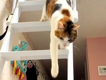 帰宅したら、ロフトで寝ていた猫が…あまりにも愛おしい『おかえりなさいの光景』に反響「鳴いてる！」「ちゃんとお帰り～って来てくれるんだね」