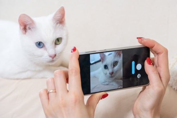 猫の写真を撮る人