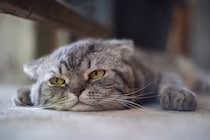 猫が『暇を持て余している』ときにみせるサイン5選　退屈そうな愛猫のためにできることとは