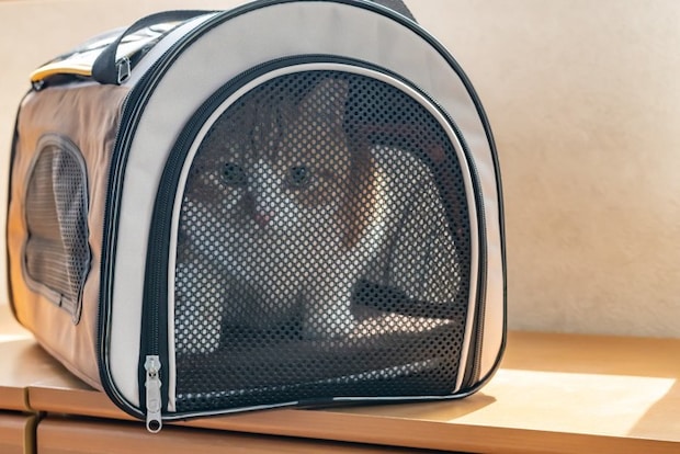 キャリーバッグの中で不安そうな猫