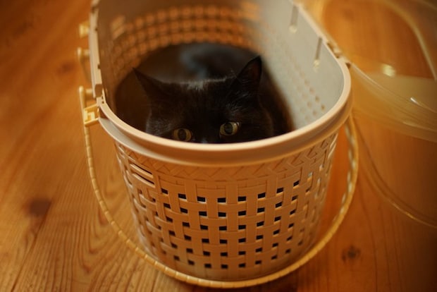 丸形のキャリーで移動する猫