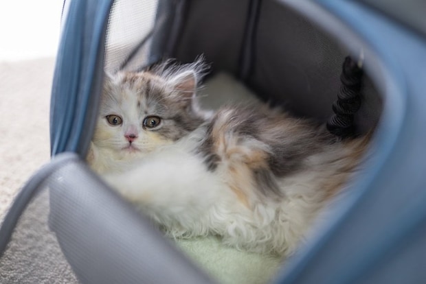 キャリーの中でおびえる猫