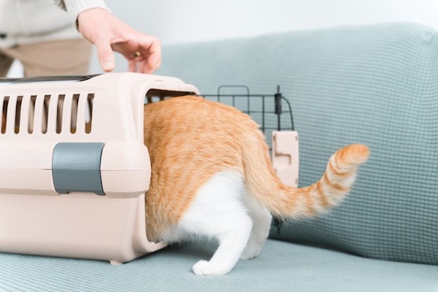 キャリーケースに侵入する猫