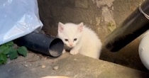 『裏庭にやってくる小さな野良猫』を保護して２年…見違えるほどの成長ぶりに感動の声「泣けてきた」「幸せをありがとう」と72万再生