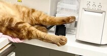 動物病院で保護された猫→馴染みすぎた結果…思わず笑う『大胆な寝相』に２万いいね「もう開ききってるね」「小さいおっさんのようで尊い」