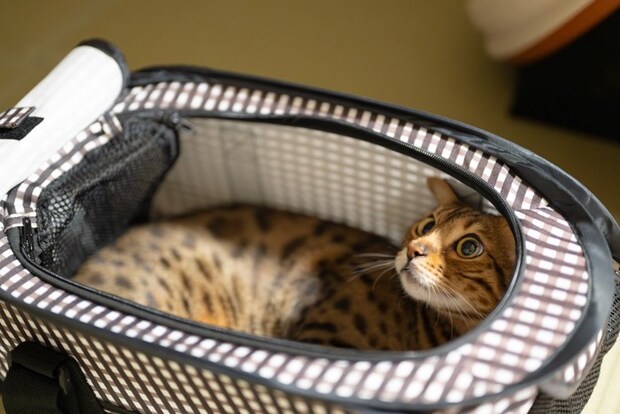キャリーに閉じこもる猫