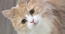 猫に『ごはんだよ！』と声をかけると…たまらなく可愛いリアクションに２万いいね「めっちゃ良い」「キュンときた」とSNSで反響