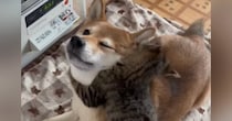 ヒーターの前でくつろぐ柴犬→『子猫』が抱きついてくると…尊すぎるやり取りが200万再生「見たことないしがみつき方ｗ」「旦那に欲しいｗ」