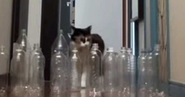 廊下に空のペットボトルを並べたら、『猫と大型犬』は……衝撃的な結末に爆笑する人続出「オチを理解してるｗ」「期待を裏切らない」