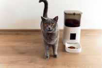 猫のご飯の『出しっぱなし』が危険な理由3つ　起こりうるトラブルから適切な与え方まで