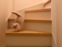 階段の上にいる赤ちゃん猫→先に降りた先輩猫が…思いやりにあふれた『素敵なやりとり』に反響「ふたりともおりこうさんだにゃ～」「優しい」