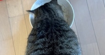 猫が冬毛に切り替わって『ふわふわモコモコになる』と思っていたら…まさかの光景に６万いいね「ツチノコみたい」「触り心地よさそう」