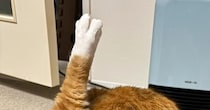 ふと毛づくろいしている猫を見たら、後ろ姿が……『まさかの瞬間』に「まんますぎて吹いた」「骨まで噛みつかなきゃ」とSNSで反響