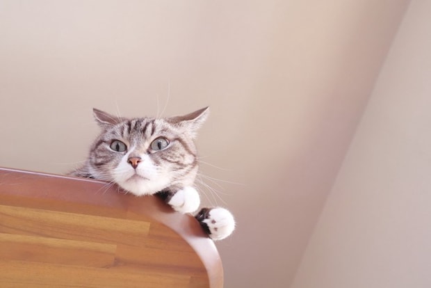 イカ耳になる猫