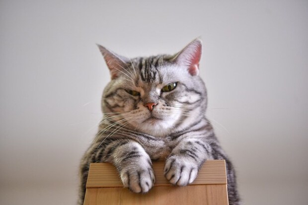 イタズラっ子の猫