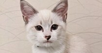 ほぼ白色だった子猫→成長したら……違う猫にしか見えない『驚愕のビフォーアフター』に３万いいね「誰ｗｗ」「分からなさすぎるｗ」と爆笑の声