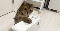 ヒーターをつけてほしい猫が、『驚きの行動』に……笑ってしまうやり取りの様子が13万再生「もうすぐ使いこなすね」「圧がすごいｗ」
