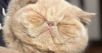 目のお手入れ中に眠ってしまった子猫→『想定外のポーズ』をとり始めて……「めっちゃかわいいｗ」「シェーっぽいね」とSNSで話題に