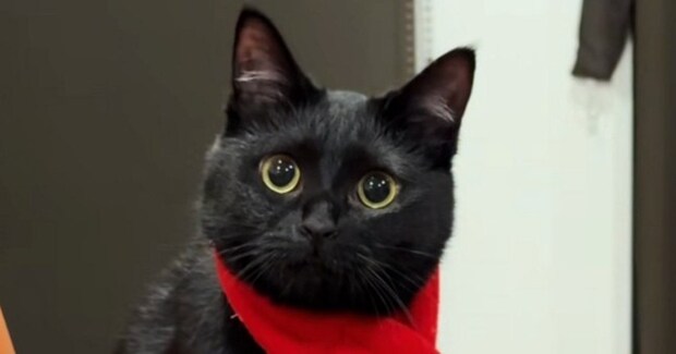 寒さ対策万全な黒猫→『首に巻かれているもの』を見ると……尊い光景に「可愛すぎて変な声出た」「赤がよく似合ってる」とSNSで反響