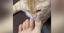 飼い主の足の匂いを『じっくりと嗅いでいた猫』→次の瞬間…つい笑ってしまう反応が125万再生「嗅ぐ時間が長すぎるｗ」「時間差で草」