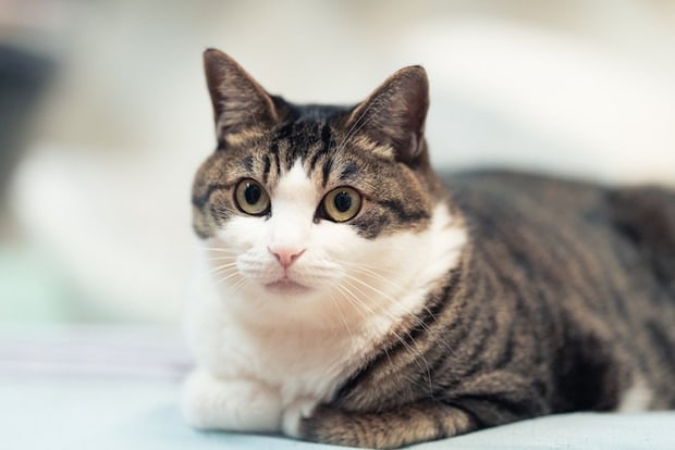 見つめるキジシロのねこ