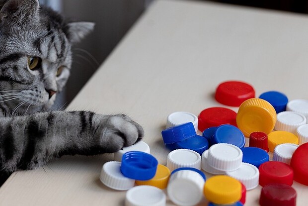 ボトルキャップで遊ぶ猫