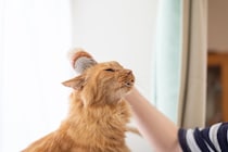 猫が『ブラッシング』を避けたがる理由3つ　嫌がるときの対処法からお手入れのコツまで