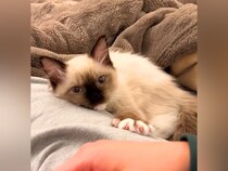 家に来て２日目の子猫→足にくっついてきて…とんでもなく尊い『健気な行動』が27万再生「甘え方が恋人みたい」「夜中なのに叫んでもうた」