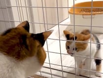 ２匹の先輩猫から『威嚇されていた新入り子猫』→１年後……当時が嘘のような『現在の様子』に感動の声「素敵」「本当の姉妹みたい」