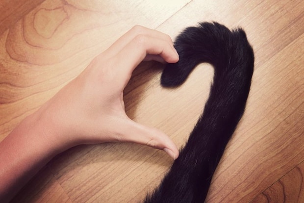 猫と一緒に作ったハート