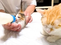 生後２週間の子ネコを保護→ミルクをあげていると、先住猫が…まるで親のような『素敵な行動』に反響「子猫達に好かれる理由」「優しい眼差し」